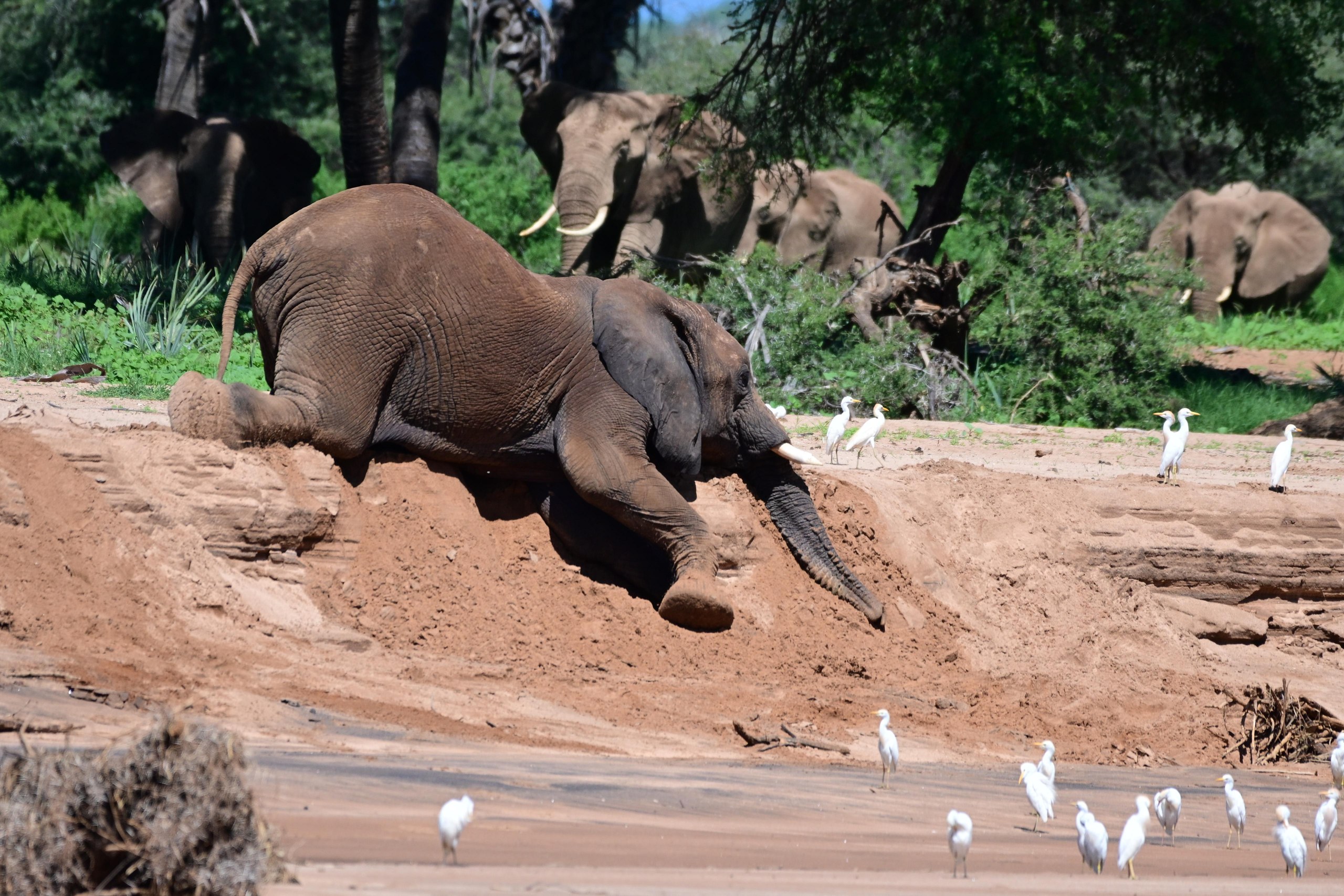 Samburu 1